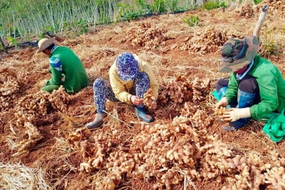 Đắk Lắk: Nông dân cay đắng nhìn đống gừng sắp thối, hỏng mà chẳng có người mua