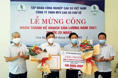 Công ty TNHH một thành viên Cao su Chư Sê: Linh hoạt thực hiện "mục tiêu kép"