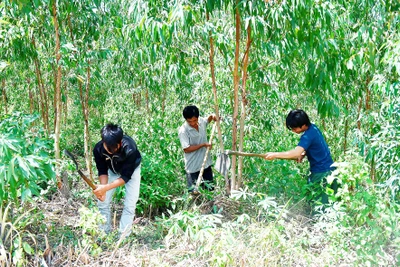 Xanh thẳm những cánh rừng Đak Pơ