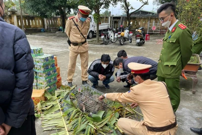 Thừa Thiên - Huế: Bắt giữ xe ô tô chở động vật rừng cùng nhiều hàng nhập lậu