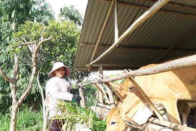 Đak Pơ: Nông dân trồng cỏ nuôi bò cho thu nhập cao