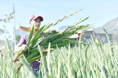 Thị trường hoa tết: Nơi đắt, chỗ ế