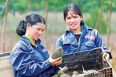 Mã số vùng trồng: "Vé thông hành" cho nông sản xuất ngoại