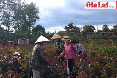 Tình yêu làm cho đất nở hoa