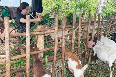 Đak Đoa: Mô hình nông hội phát huy hiệu quả