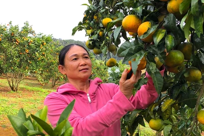 Cam vàng, quýt ngọt Sơn Lang