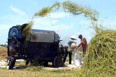 Thu hoạch lúa Đông xuân sớm: Những tín hiệu lạc quan