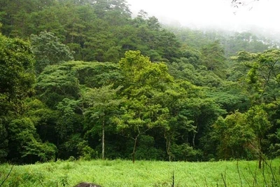 Quy hoạch Khu đô thị Cao nguyên Lâm Viên ảnh hưởng 8.600ha rừng tự nhiên