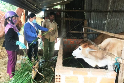 Mang Yang chủ động phòng ngừa bệnh viêm da nổi cục trên đàn bò