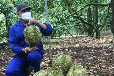 Chưa xuất khẩu, mã vùng trồng của sầu riêng Đắk Lắk đã bị "đánh cắp"