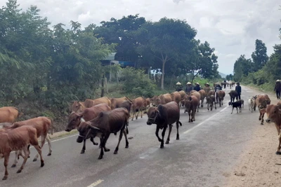 Đàn bò nơi 'chảo lửa' Krông Pa