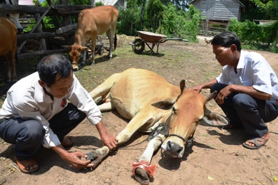 Gia Lai tăng cường phòng-chống dịch bệnh trên đàn vật nuôi