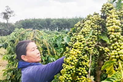 "Nữ tướng" của làng Kon Sơ Lăng