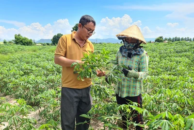 Nông dân Gia Lai đứng trước nguy cơ mất mùa mì do bệnh khảm lá