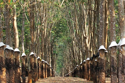 "Vàng trắng" nơi miền đất đỏ