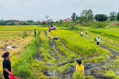 Các địa phương phía Đông tỉnh Gia Lai khẩn trương ứng phó bão số 4