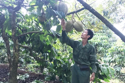 Tỷ phú sầu riêng ở Ia Pếch