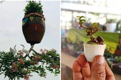 2 vườn cây cảnh bonsai ở Quảng Nam và Khánh Hòa có gì độc đáo mà xác lập kỷ lục ở Việt Nam?