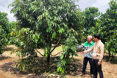 Nông hội: "Điểm tựa" của nông dân Ia Grai