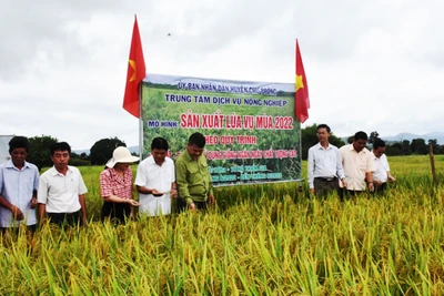 Mùa vàng trên những cánh đồng