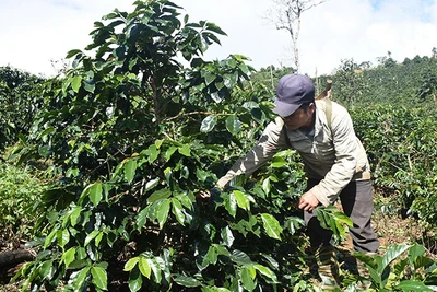 Kon Tum: Cây làm giàu ở Đông Trường Sơn là cây gì mà giúp nhiều nông dân từ nghèo vươn lên thành khá giả?