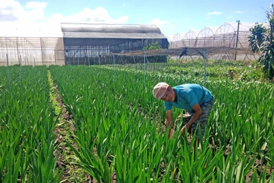 Nghề trồng hoa Tết ở Pleiku