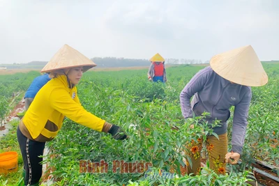 Bình Phước: Giá ớt cay tăng cao chưa từng thấy, bất ngờ hơn có 1 nông dân trồng ớt thu mỗi ngày 100 triệu đồng