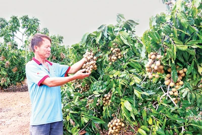 Kông Chro từng ngày khởi sắc