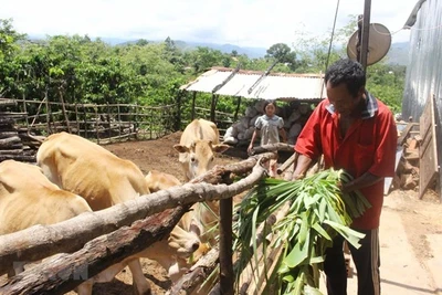 Tiêu chí xác định dân tộc còn gặp nhiều khó khăn, có yếu tố đặc thù