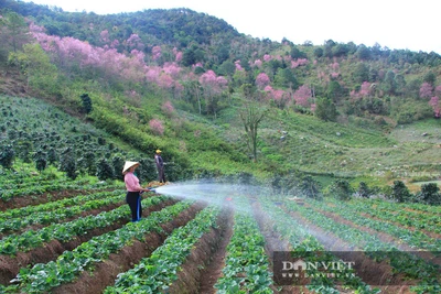 Rừng hoa mai anh đào nở rộ dưới chân núi Langbiang đẹp cỡ nào mà khách đến đây xong không muốn về?