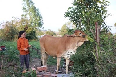 An Khê: Điểm sáng về công tác giảm nghèo