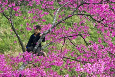 Mù Cang Chải đẹp tựa tranh vẽ với "đặc sản" Tớ Dày