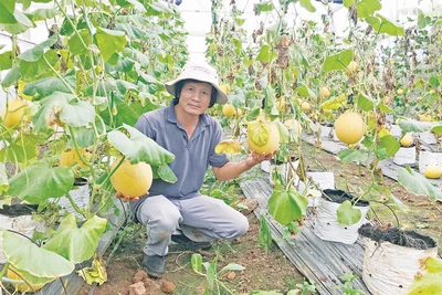 Ngành sản xuất rau quả Gia Lai: Tín hiệu vui từ thị trường