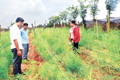 Chư Prông: Nông nghiệp công nghệ cao là hướng đi chủ đạo