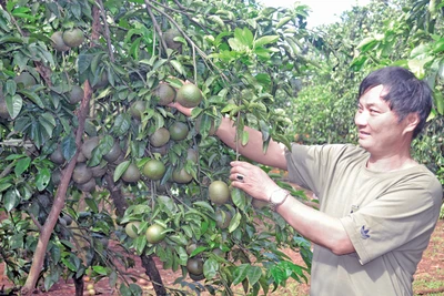 "Cam ông Lộc" trên đất Gia Lai