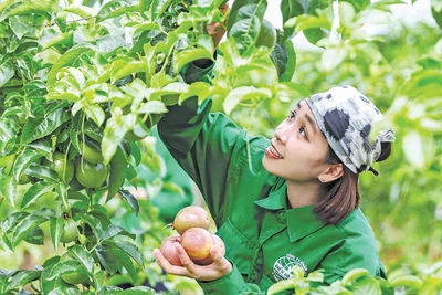 Cơ hội vàng cho ngành nông nghiệp Gia Lai