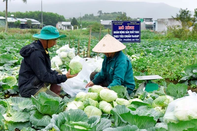 Hội Nông dân thị xã An Khê đẩy mạnh phong trào giúp nhau thoát nghèo, vươn lên làm giàu