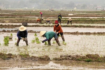 Bắc Bộ chuyển sang rét khô, tình trạng rét đậm, rét hại còn kéo dài