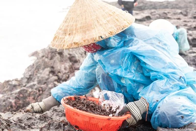 Săn lộc biển trên Gành Yến