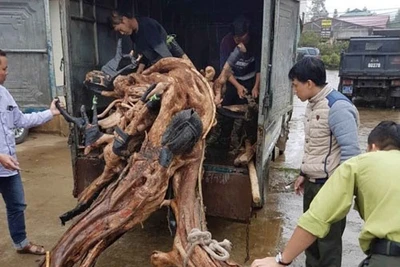 Ngăn chặn thú chơi phá rừng