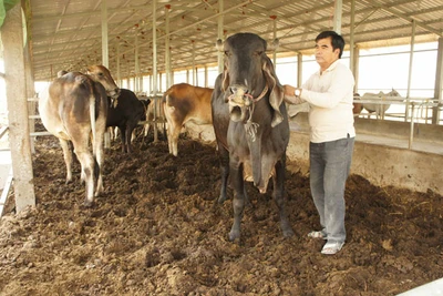 An Giang: Một ông nông dân U70 mở trang trại nuôi bò khủng, trồng chuối sạch bán cho Tây, lời nhẹ nhàng 5 tỷ/năm