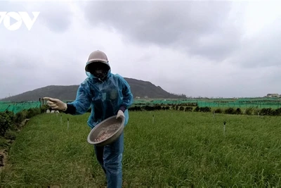 Quảng Ngãi: Vì 1 hiện tượng không màu, không mùi, không vị mà nông dân trồng tỏi Lý Sơn đứng ngồi không yên