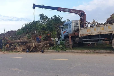 Đà Nẵng kỷ luật 4 nhân viên trong vụ tận thu gỗ ngã đổ sau bão