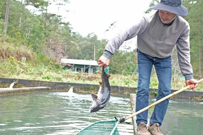 Đà Lạt: Người nuôi cá tầm lao đao do cạnh tranh cá tầm ngoại nhập