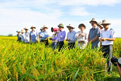 Hỗ trợ các hoạt động khuyến nông trên địa bàn tỉnh Gia Lai