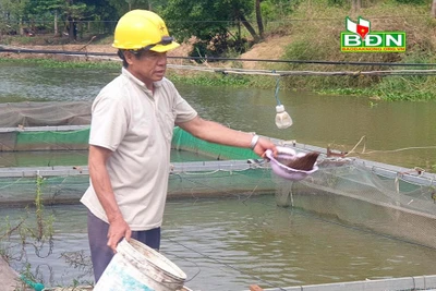 Đắk Nông: "Liều" thuần hoá, nuôi cá lăng đuôi đỏ ở dòng sông chảy ngược, bất ngờ thu 1/2 tỷ mỗi năm