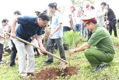 Trồng hơn 500 cây thông ba lá tại Khu lâm viên Biển Hồ