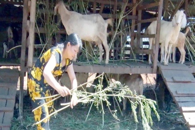 Chư Pưh: Lan tỏa phong trào thi đua sản xuất kinh doanh giỏi