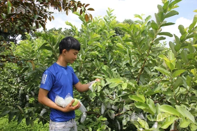 Đắk Lắk: Mới tí tuổi đầu, chàng trai này đã làm nên "miệt vườn độc, lạ" khiến bao người mơ ước