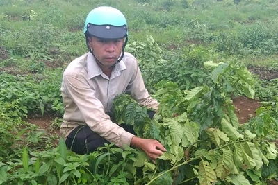 Lâm Đồng: Một hộ dân ở Di Linh lại bị chặt phá 180 cây cà phê